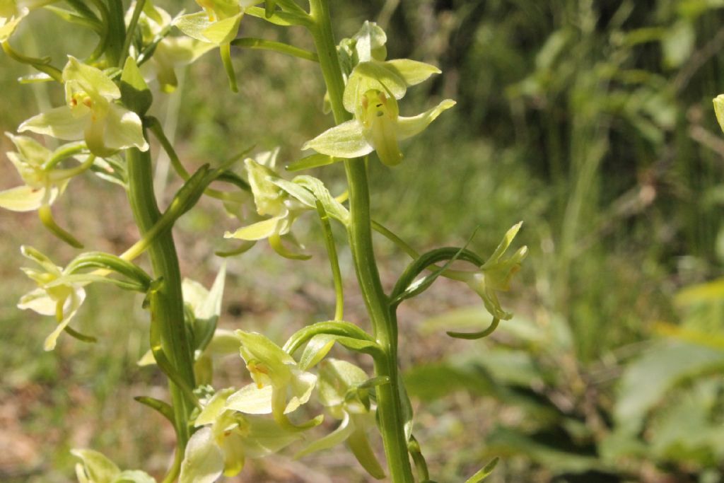 Platanthera chlorantha